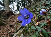 22 Anemone epatica (Hepatica nobilis)